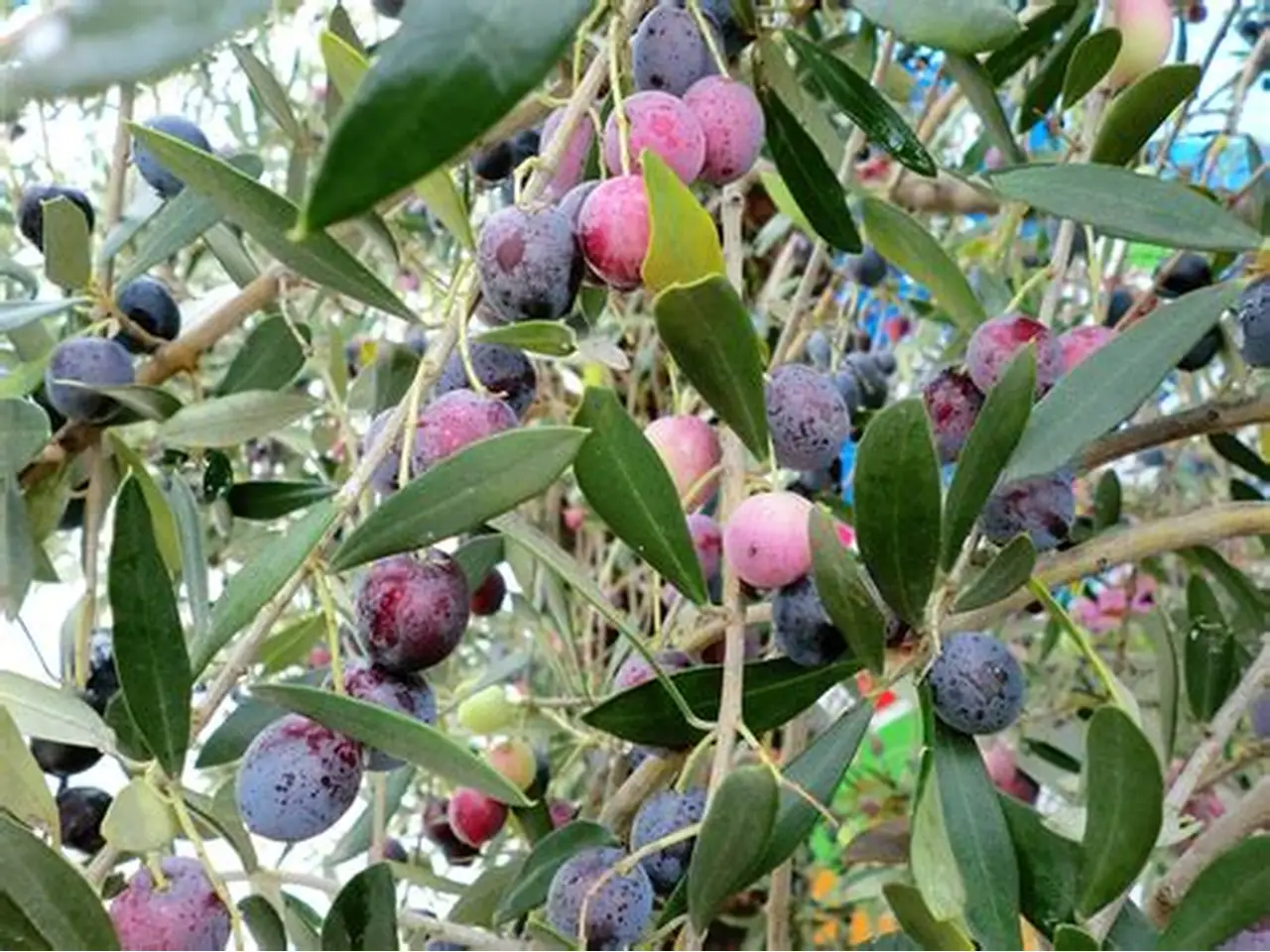 Olives de variété Amesi