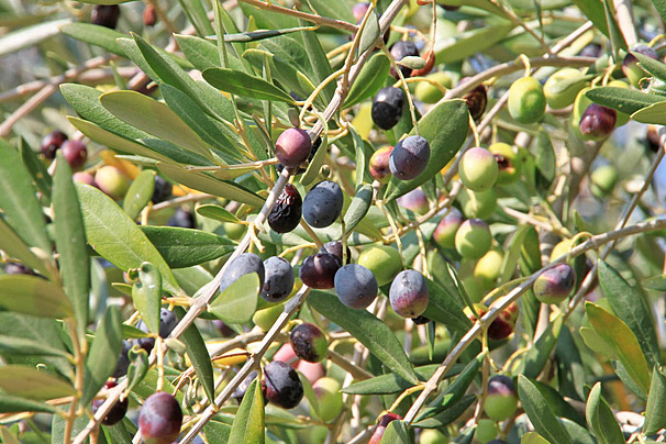 Olives de variétés locales de Petite Kabylie sur branche