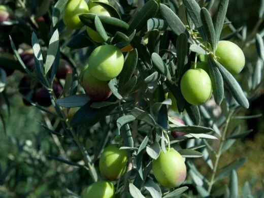 Olives de variété Chemlal