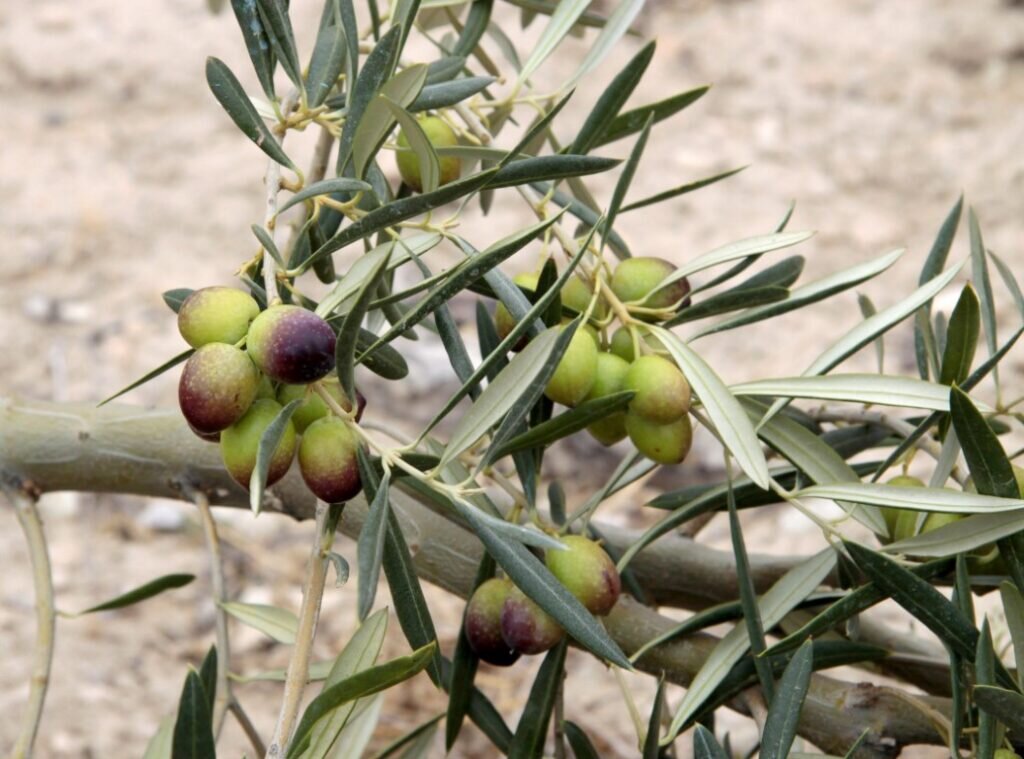 Olives de variété Limli