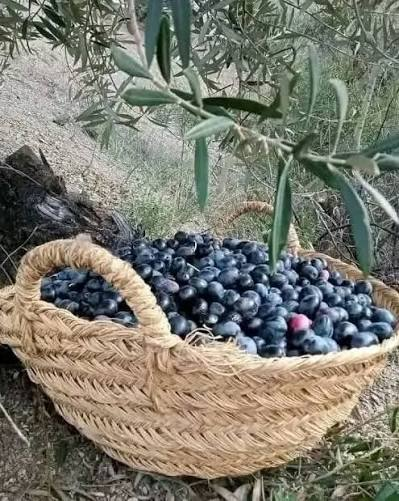 Olives récoltées dans un panier traditionnel